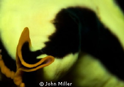 Pseudoceros dimidiatus - (Flatworm) by John Miller 